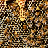 Miele, si va verso lo stato di crisi per il comparto piemontese