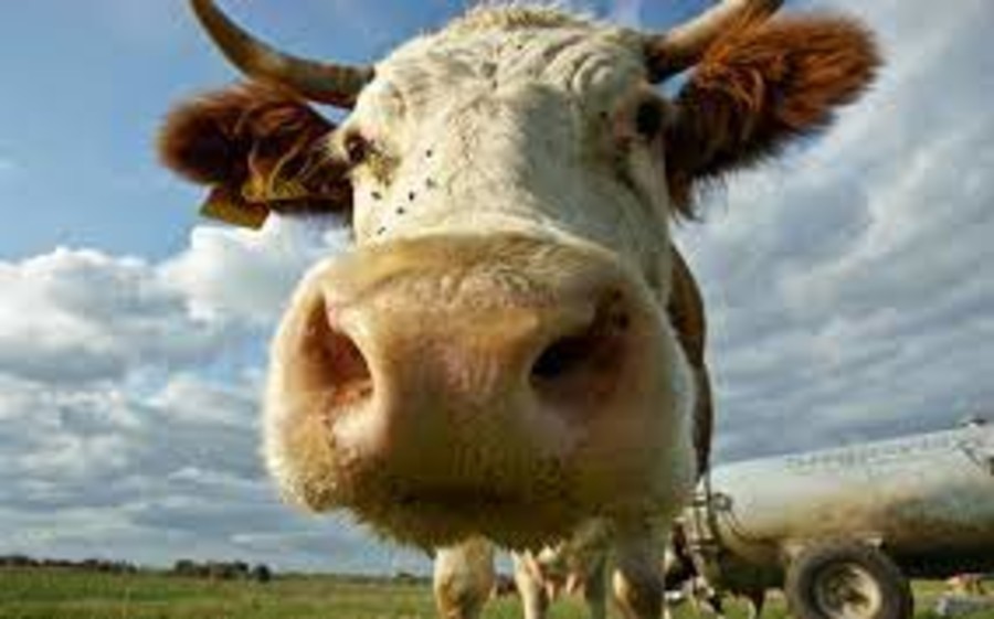 Cosa c'entrano le mucche di Ermenegildo con la Borsa? Fantasia o realtà?