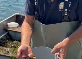 Operazione di pulizia dai rifiuti sul Po, recuperate anche specie invasive come i pesci siluro