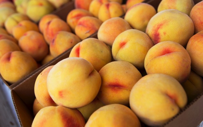 Coldiretti Piemonte: nel clou della raccolta frutta attenzione a prezzi e provenienza