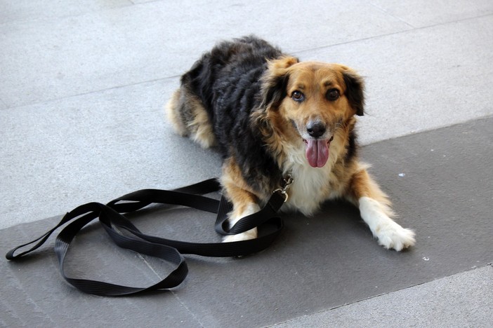 Adozioni di cani anziani e malati, il Comune sosterrà chi sceglie di accoglierli in casa salvandoli dal canile