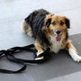 Adozioni di cani anziani e malati, il Comune sosterrà chi sceglie di accoglierli in casa salvandoli dal canile