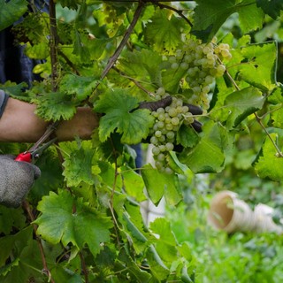 Caporalto nelle vigne, due euro all'ora per la vendemmia in Monferrato