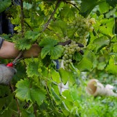Caporalto nelle vigne, due euro all'ora per la vendemmia in Monferrato Caporalto nelle vigne, due euro all'ora per la vendemmia in Monferrato