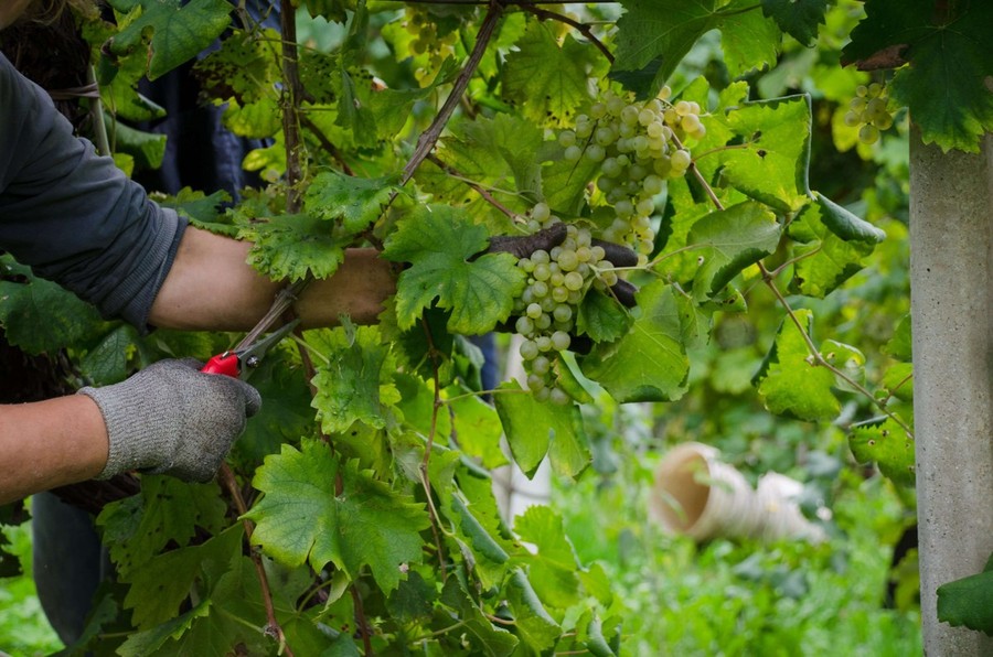 Caporalto nelle vigne, due euro all'ora per la vendemmia in Monferrato Caporalto nelle vigne, due euro all'ora per la vendemmia in Monferrato
