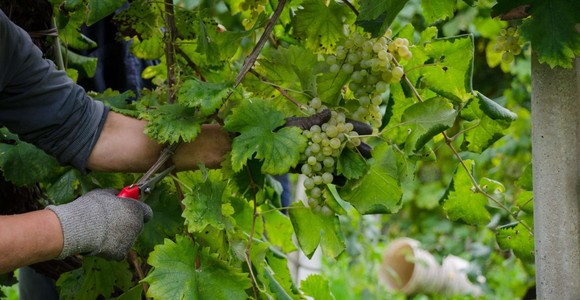 Caporalto nelle vigne, due euro all'ora per la vendemmia in Monferrato