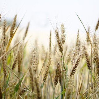 Sicurezza alimentare, per Coldiretti sbagliato il taglio del 20% ai fondi agricoli europei