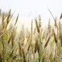Sicurezza alimentare, per Coldiretti sbagliato il taglio del 20% ai fondi agricoli europei