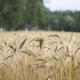 Grano, si chiude un'annata di buona produzione e di buona qualità