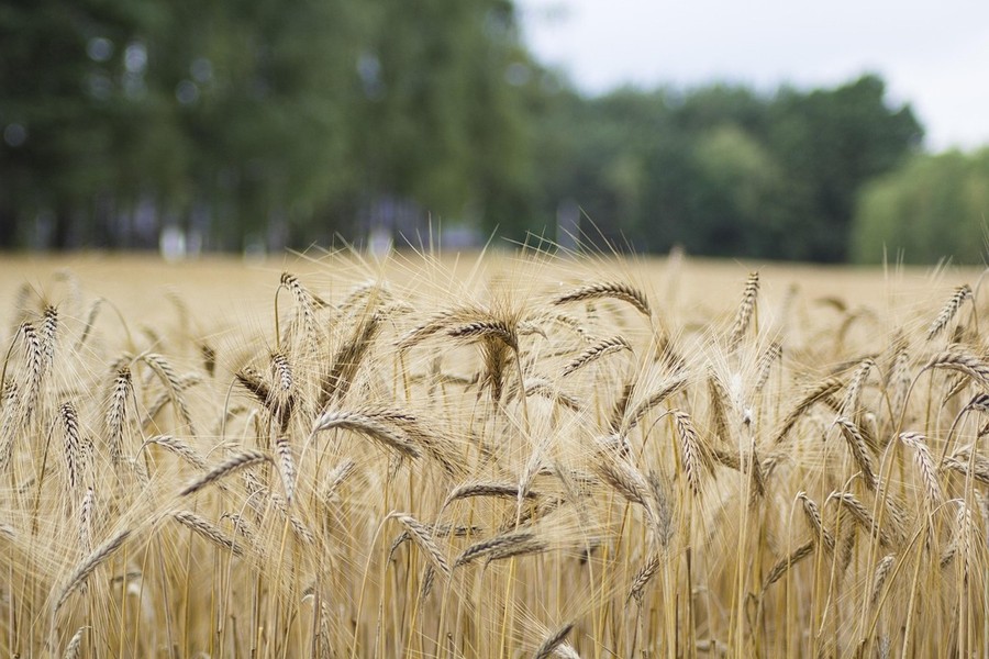 Grano, si chiude un'annata di buona produzione e di buona qualità
