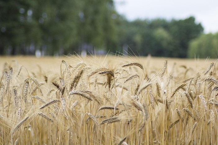 Grano, si chiude un'annata di buona produzione e di buona qualità
