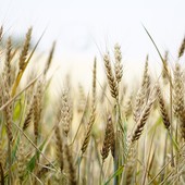 Sicurezza alimentare, per Coldiretti sbagliato il taglio del 20% ai fondi agricoli europei