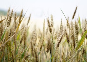Sicurezza alimentare, per Coldiretti sbagliato il taglio del 20% ai fondi agricoli europei