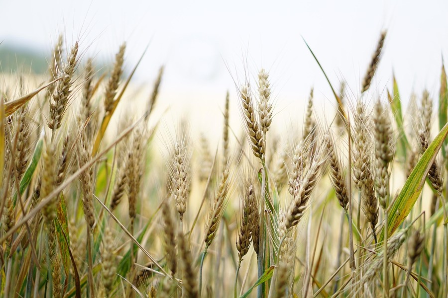 Sicurezza alimentare, per Coldiretti sbagliato il taglio del 20% ai fondi agricoli europei