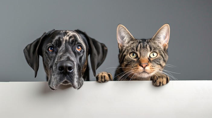 A Rivalta le ceneri degli animali potranno risposare con i loro padroni