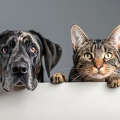 A Rivalta le ceneri degli animali potranno risposare con i loro padroni A Rivalta le ceneri degli animali potranno risposare con i loro padroni